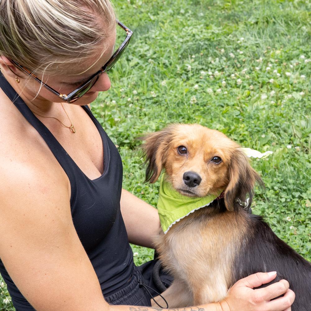 Enlarge Peter (Male), a Adoptable mixed breed in West Grove, PA image 3/6