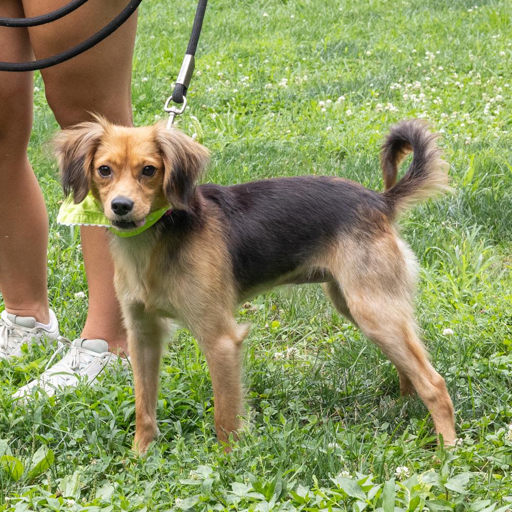 Enlarge Peter (Male), a Adoptable mixed breed in West Grove, PA image 4/6