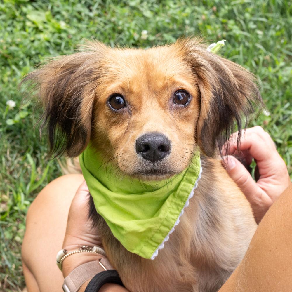 Enlarge Peter (Male), a Adoptable mixed breed in West Grove, PA image 1/6