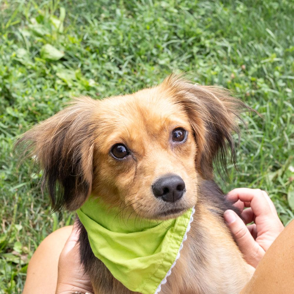 Enlarge Peter (Male), a Adoptable mixed breed in West Grove, PA image 5/6