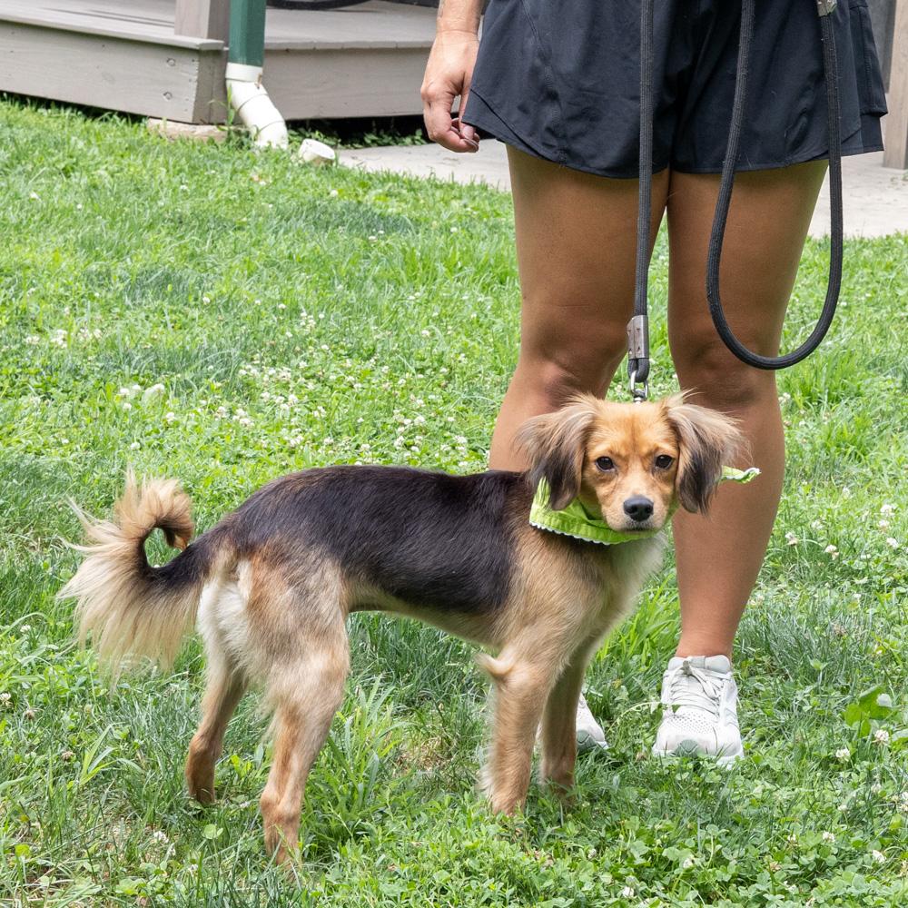 Enlarge Peter (Male), a Adoptable mixed breed in West Grove, PA image 2/6