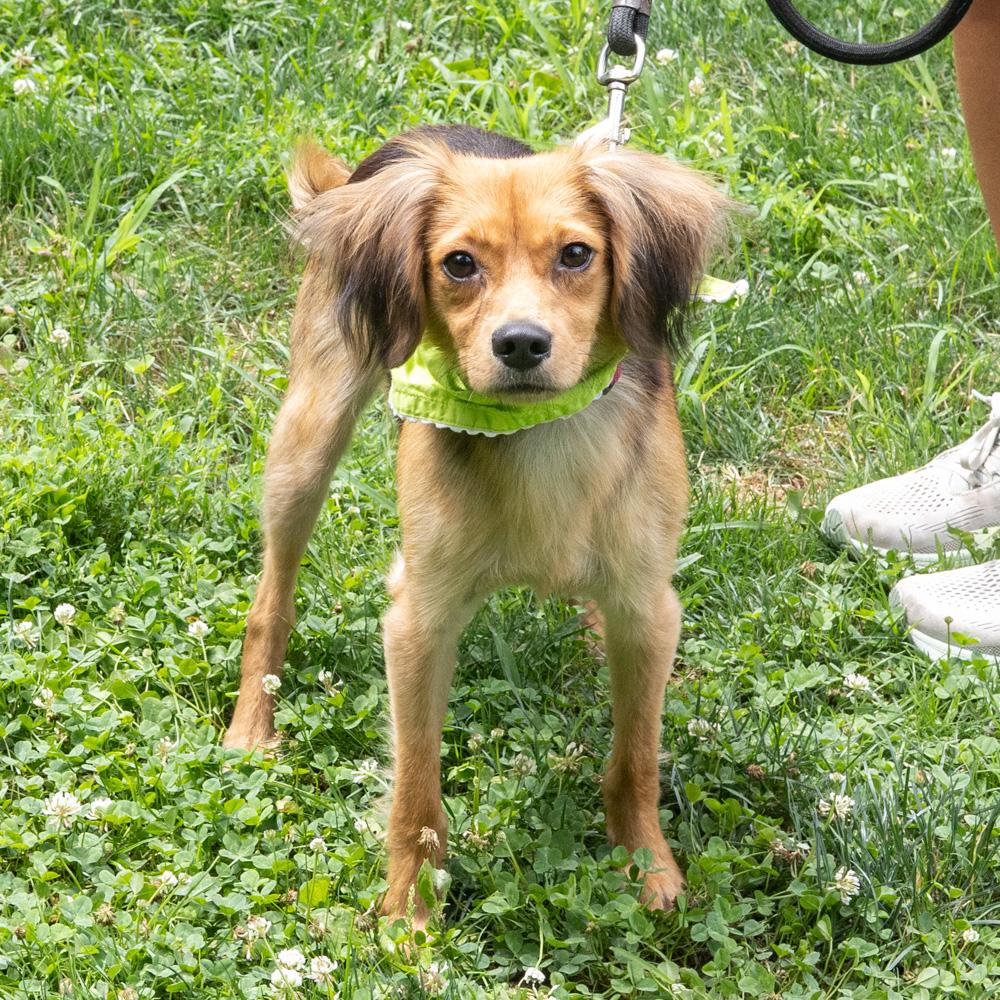 Enlarge Peter (Male), a Adoptable mixed breed in West Grove, PA image 6/6
