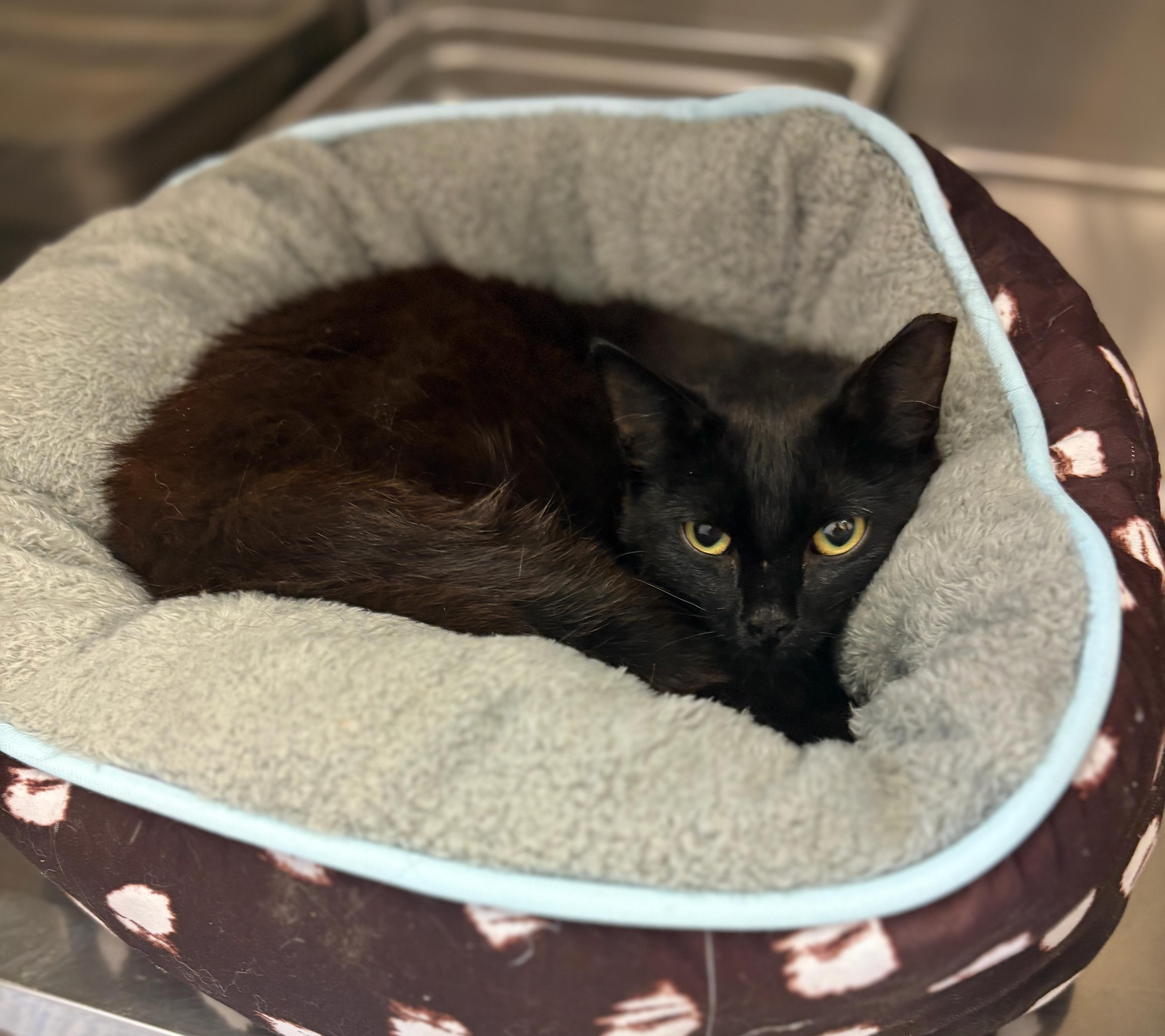 Lillibet, an adoptable Domestic Medium Hair in St Stephen, NB, E3L 2X2 | Photo Image 2
