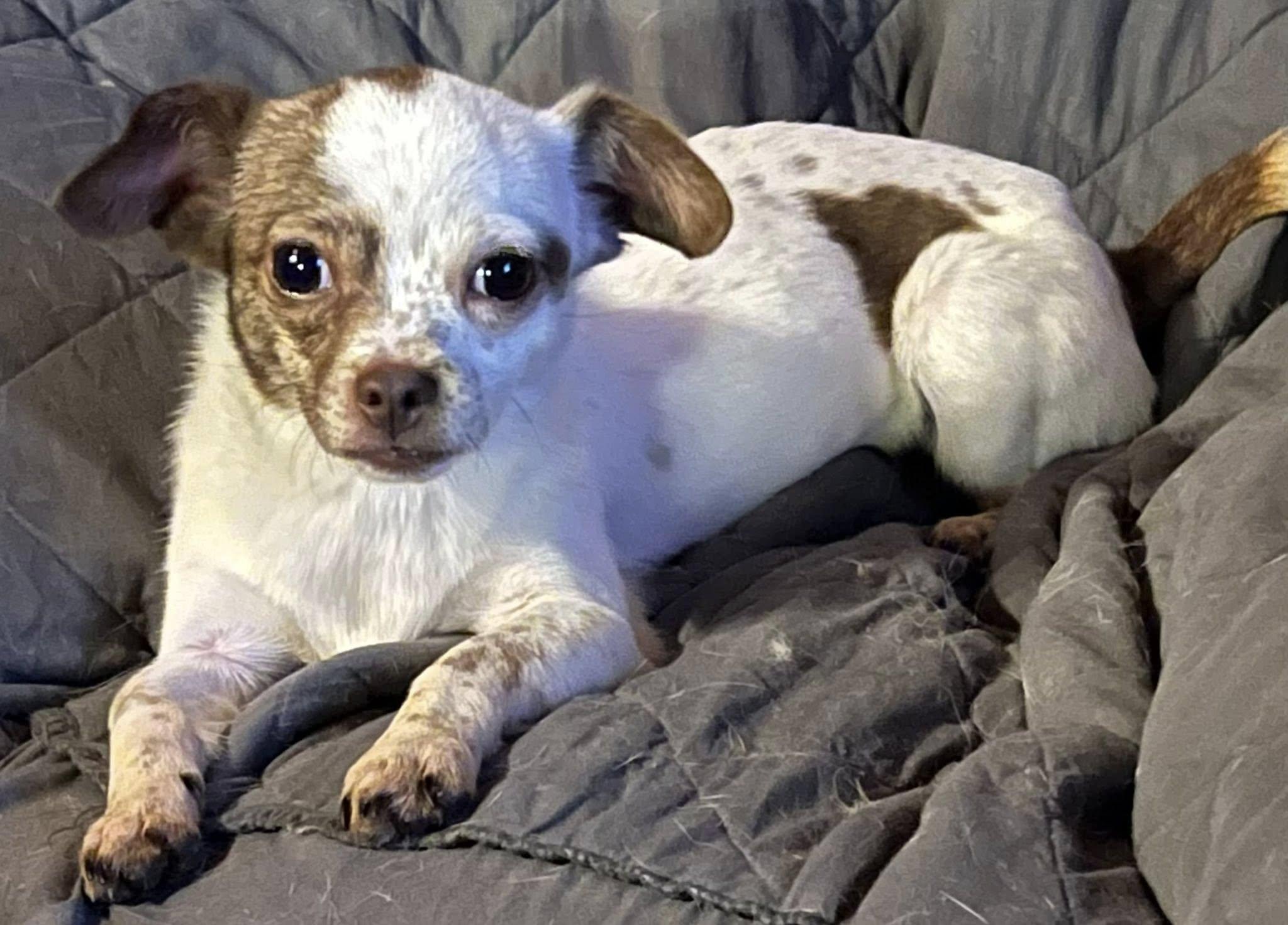 Courtesy Posting Roro, ADOPTABLE, Young Female Chihuahua.