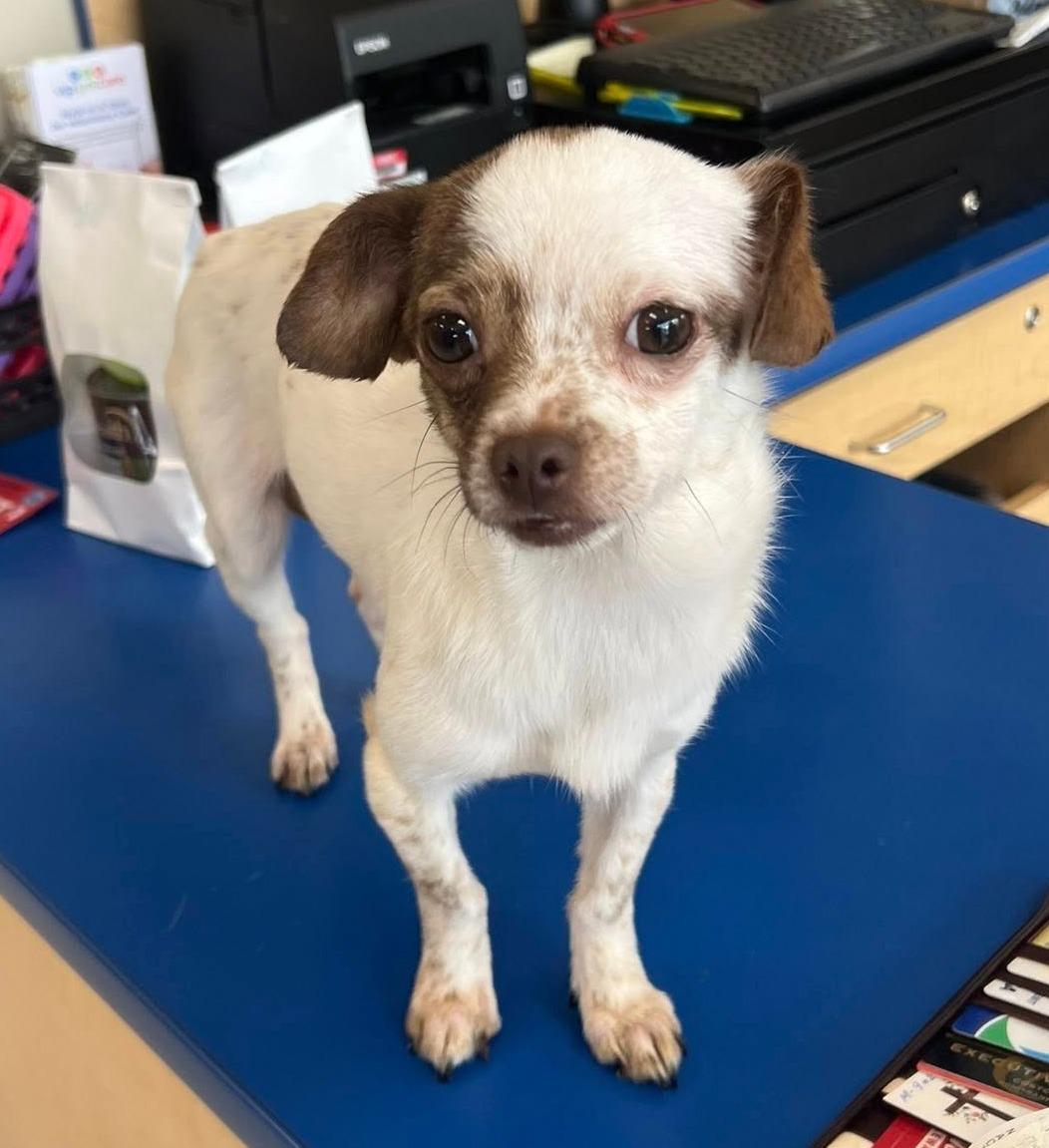 Enlarge Courtesy Posting Roro, a ADOPTABLE Chihuahua in Middletown, NJ image 2/2