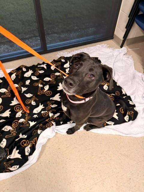 Enlarge Paisley, a Adoptable Labrador Retriever in Fayetteville, AR image 6/6