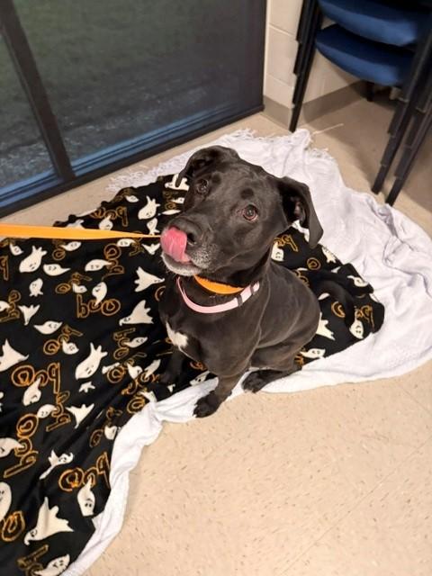 Enlarge Paisley, a Adoptable Labrador Retriever in Fayetteville, AR image 2/6