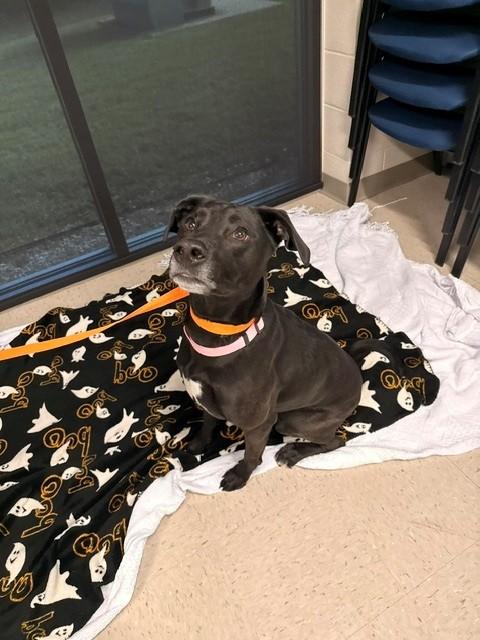 Enlarge Paisley, a Adoptable Labrador Retriever in Fayetteville, AR image 5/6