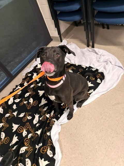 Enlarge Paisley, a Adoptable Labrador Retriever in Fayetteville, AR image 4/6