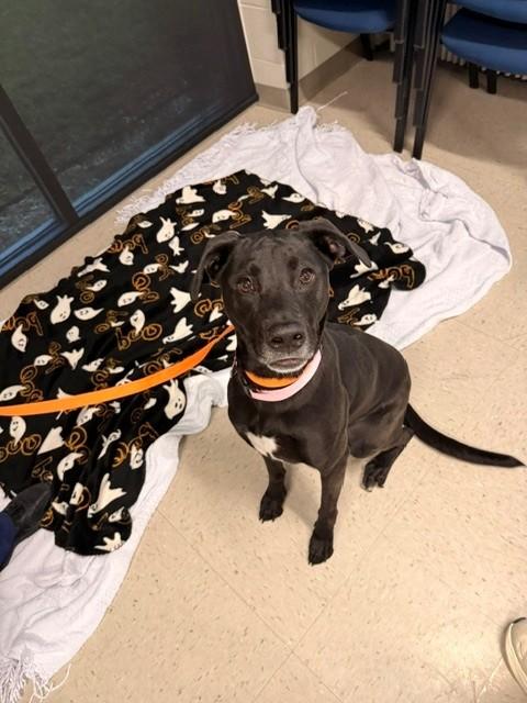 Paisley, Adoptable, Adult Female Labrador Retriever.