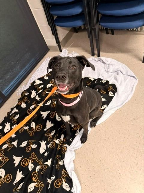 Enlarge Paisley, a Adoptable Labrador Retriever in Fayetteville, AR image 3/6