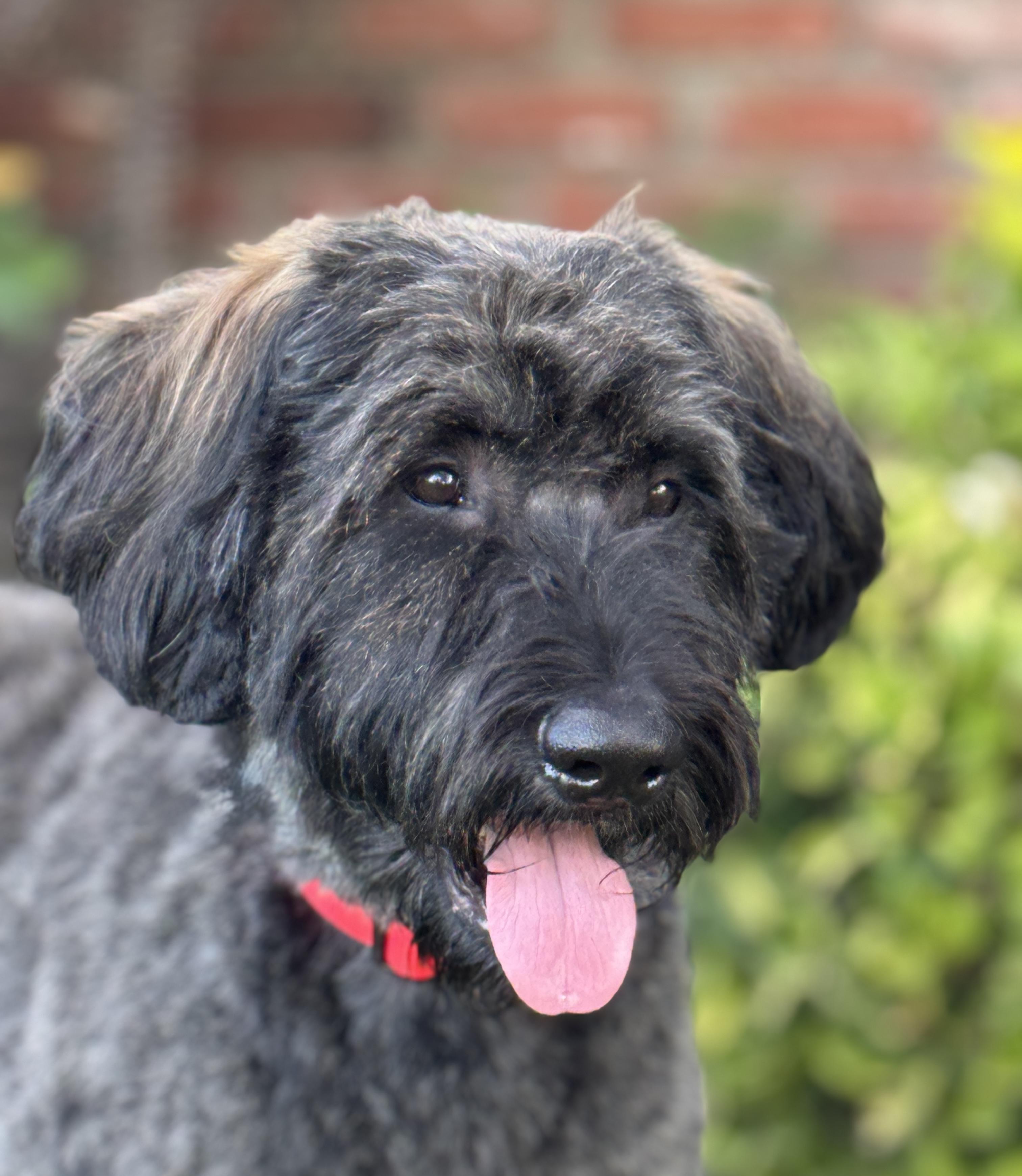 Enlarge Arnie, a Adoptable mixed breed in Van Nuys, CA image 3/4
