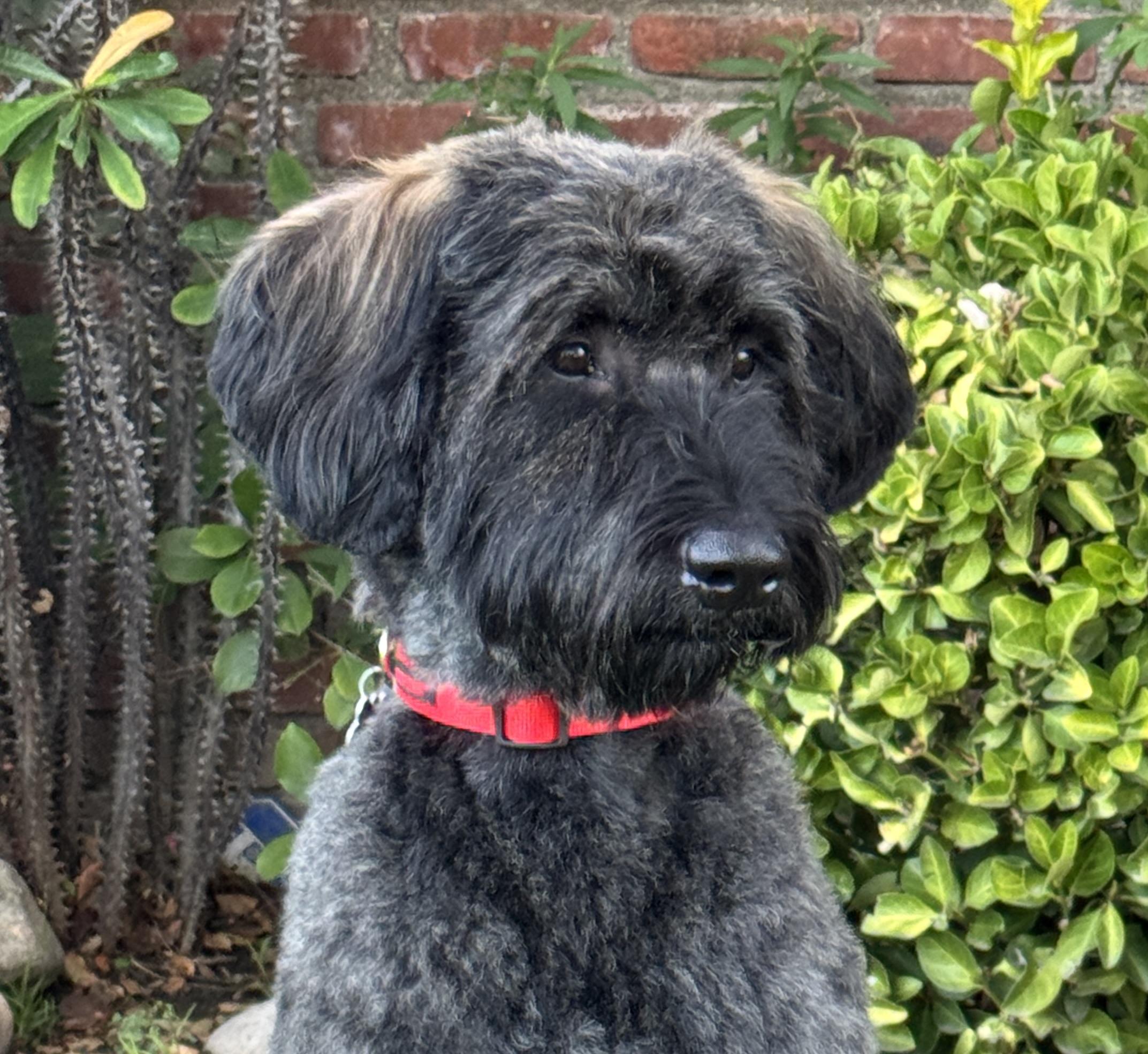 Enlarge Arnie, a Adoptable mixed breed in Van Nuys, CA image 1/4