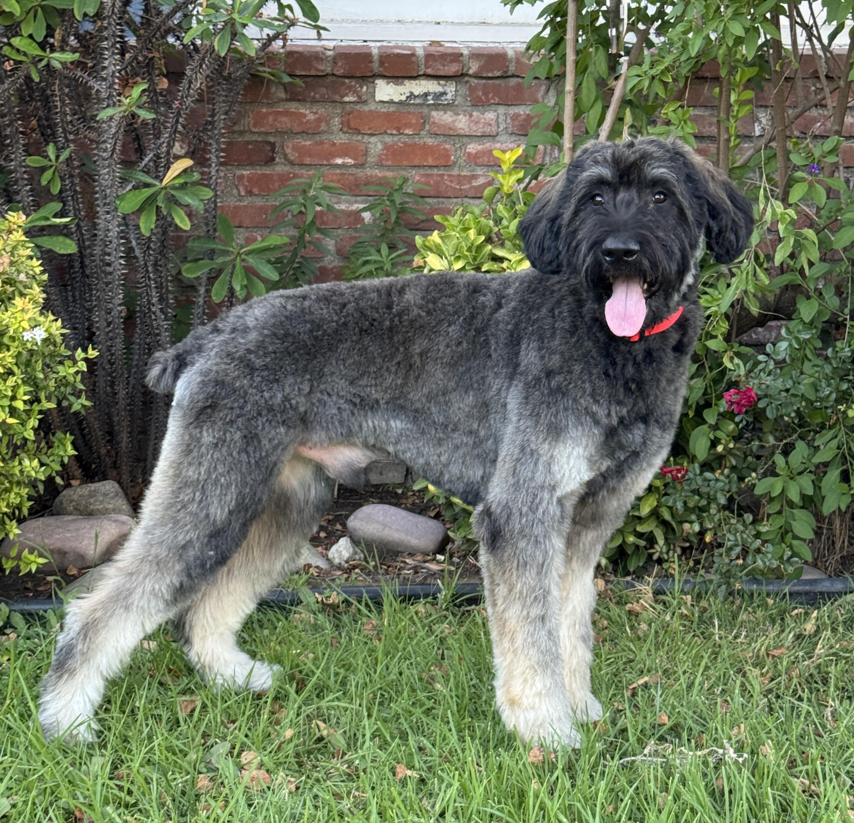 Enlarge Arnie, a Adoptable mixed breed in Van Nuys, CA image 4/4
