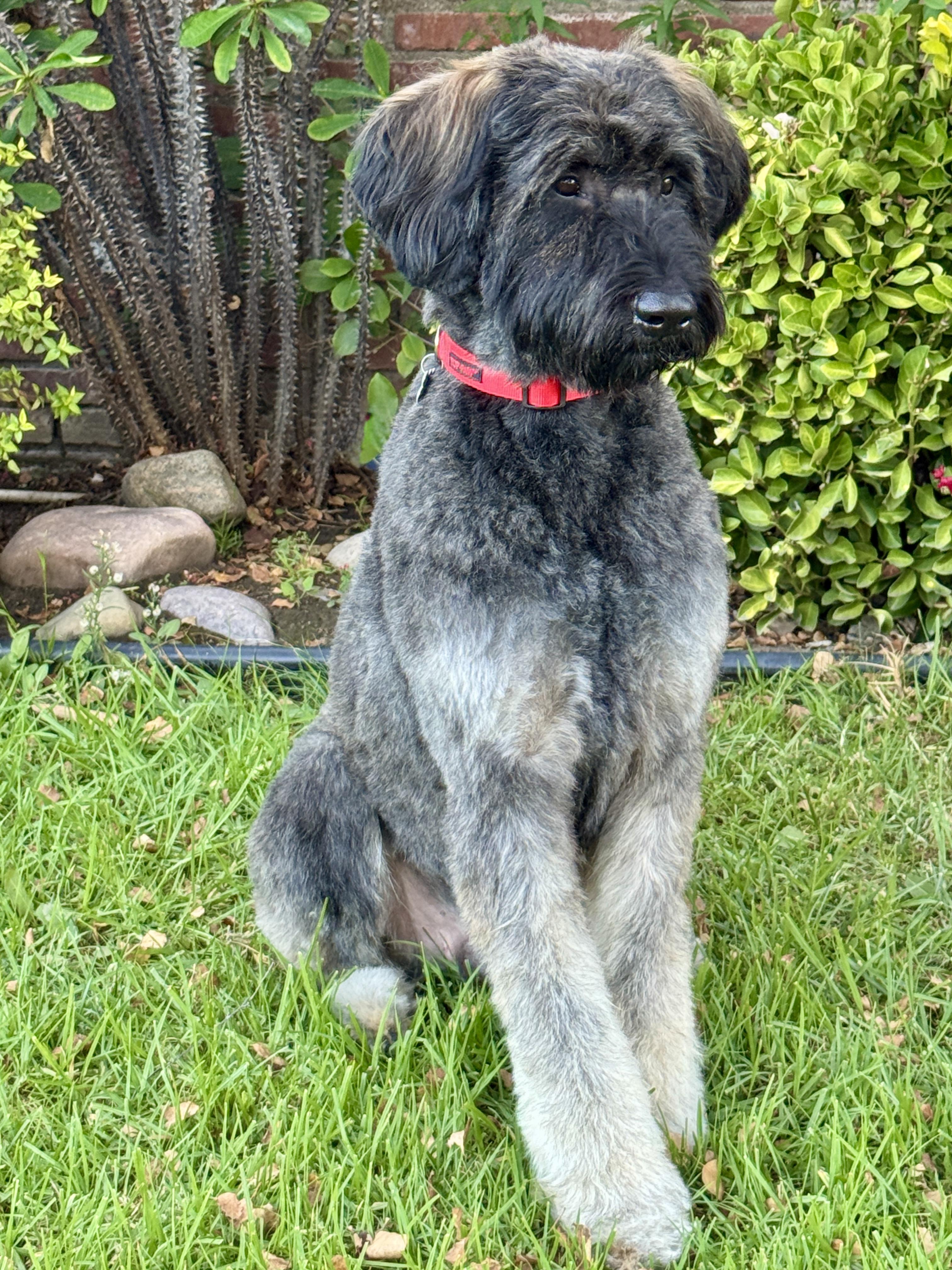 Enlarge Arnie, a Adoptable mixed breed in Van Nuys, CA image 2/4