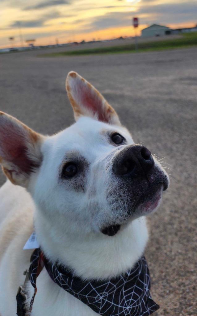 Nugget, Adoptable, Adult Male Mixed Breed.