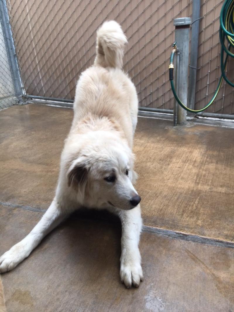 FITNESS, Adoptable, Adult Female Great Pyrenees.