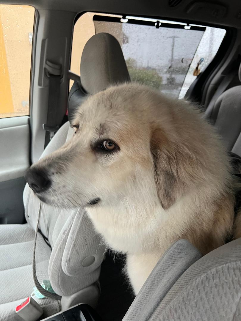 FITNESS, a Adoptable Great Pyrenees in San Bernardino, CA image 2/3