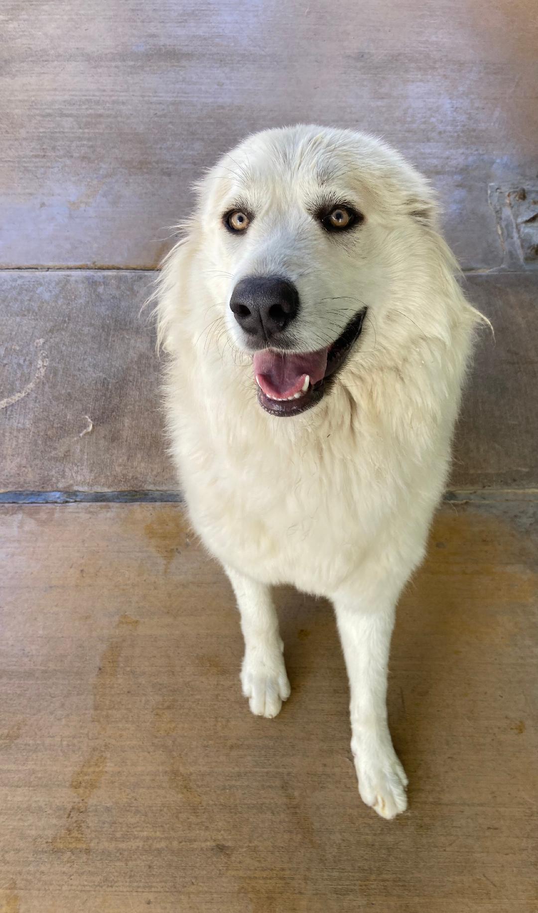 FITNESS, a Adoptable Great Pyrenees in San Bernardino, CA image 3/3