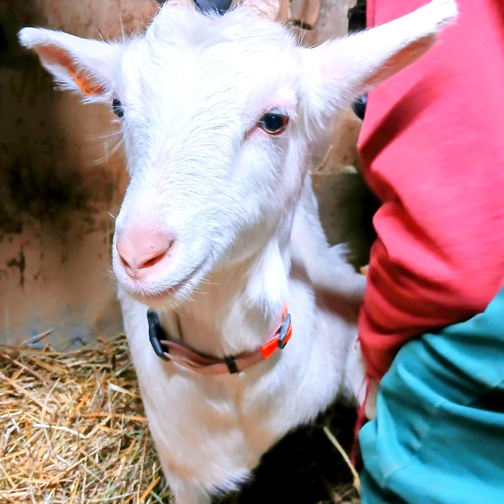 Lisa, Adoptable, Adult Female Goat & GoatOther.