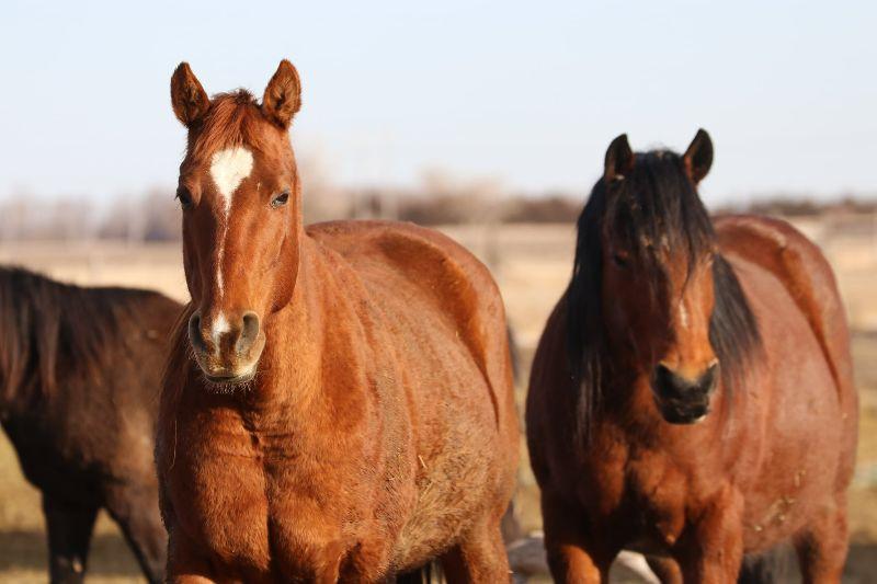 June, Adoptable, Adult Female Quarterhorse.