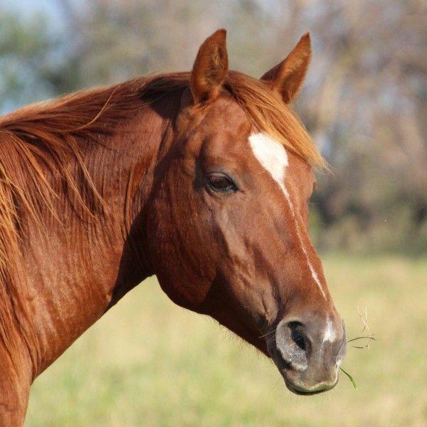 Enlarge June, a Adoptable Quarterhorse in Scotland, SD image 2/3
