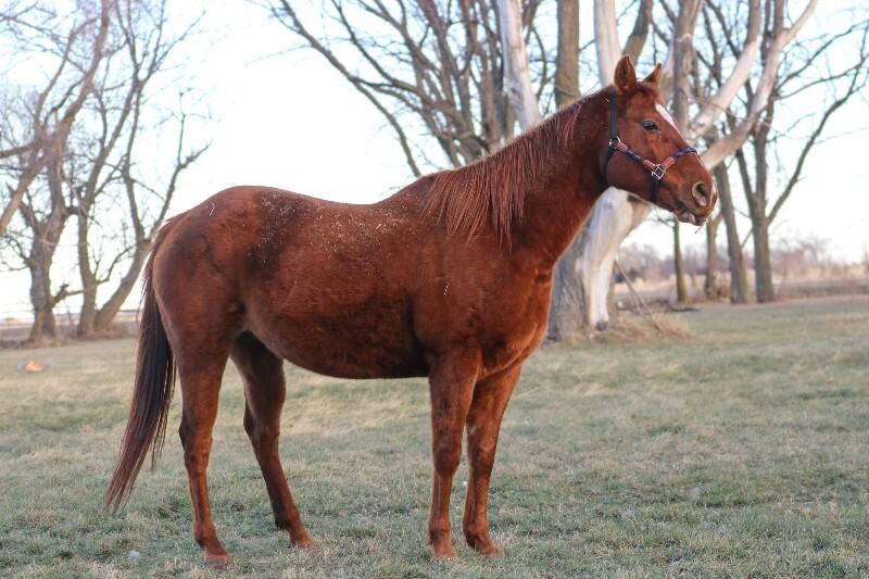 Enlarge June, a Adoptable Quarterhorse in Scotland, SD image 3/3