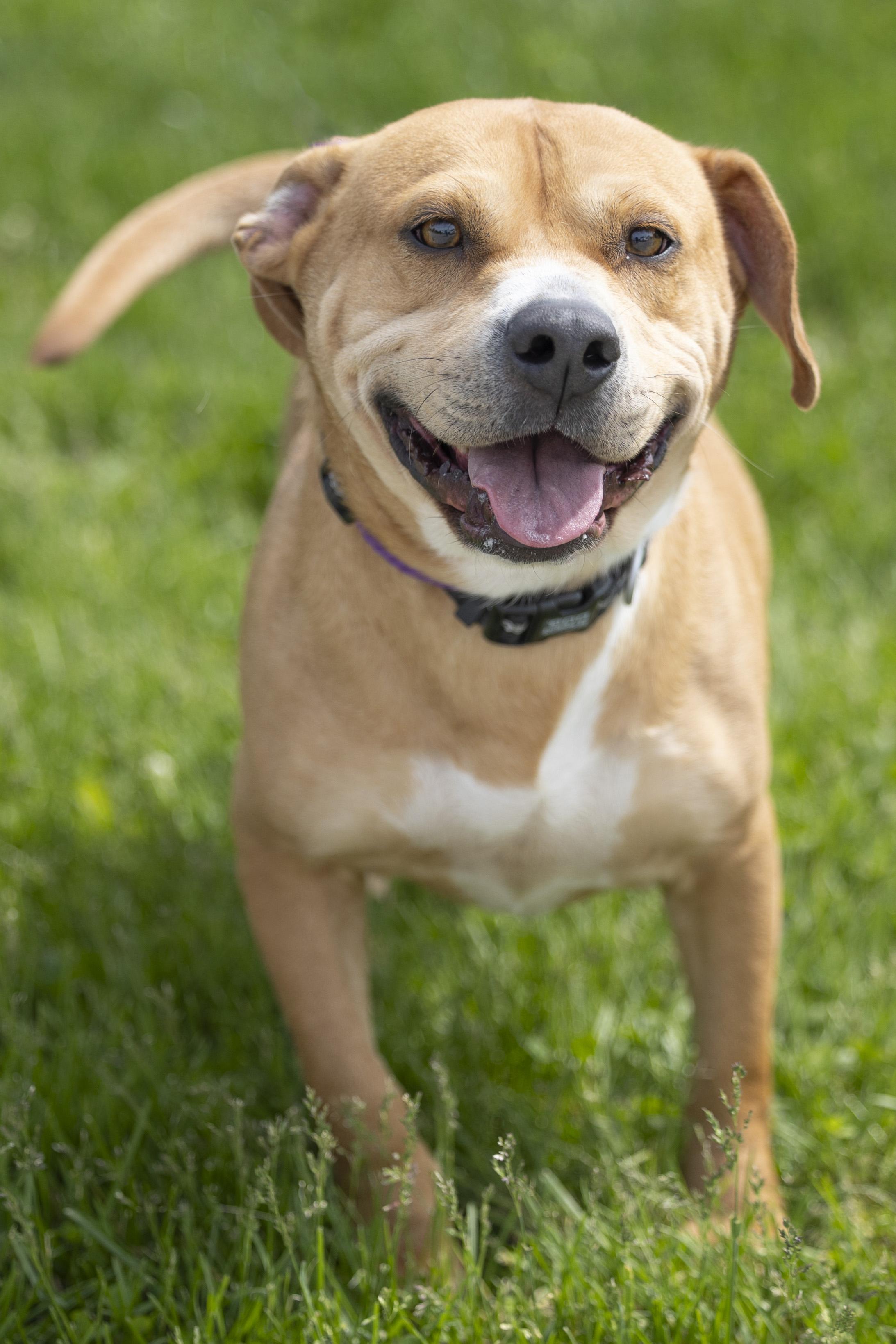 Jacks, a Adoptable mixed breed in Bedford, IN image 5/6