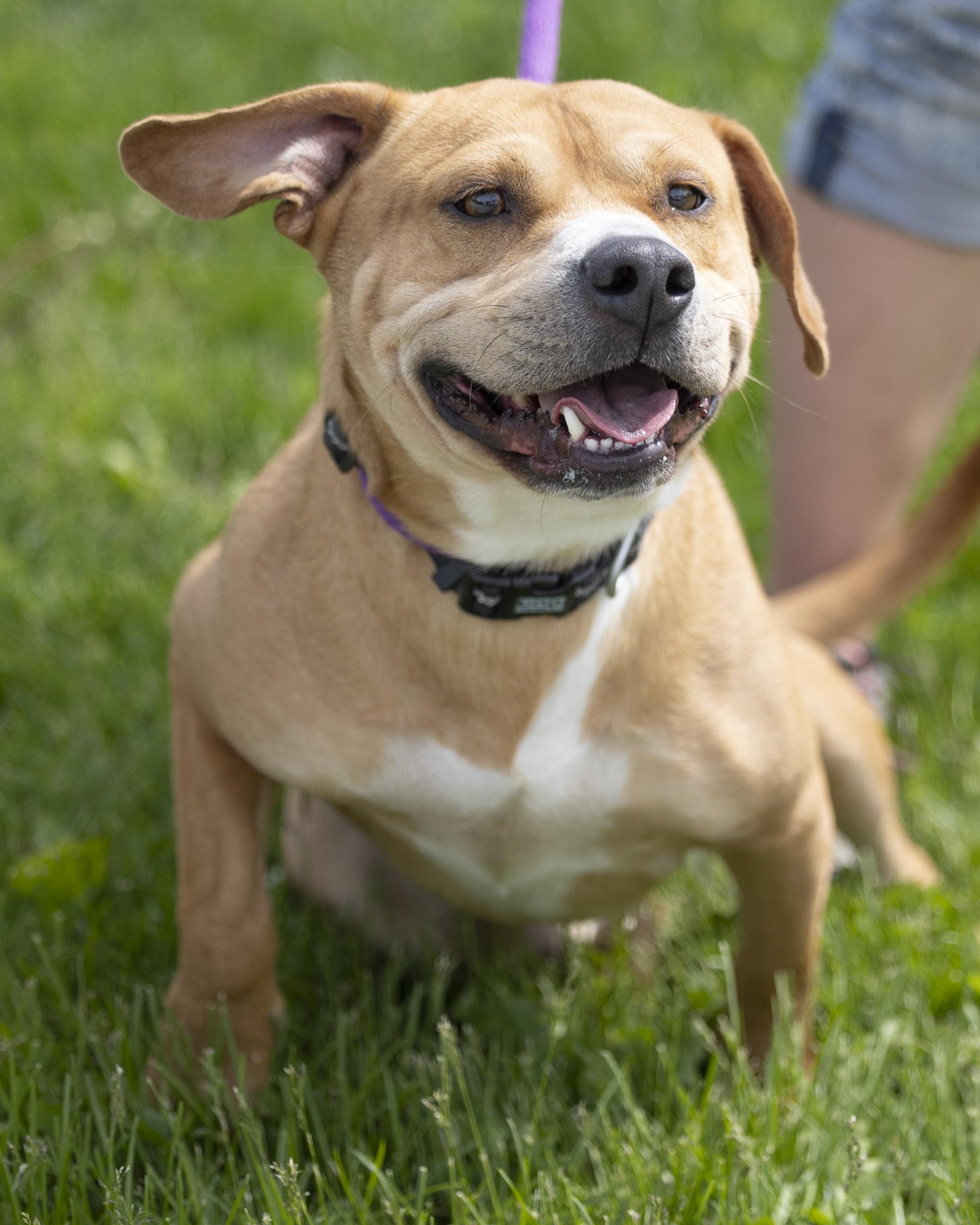 Jacks, a Adoptable mixed breed in Bedford, IN image 6/6