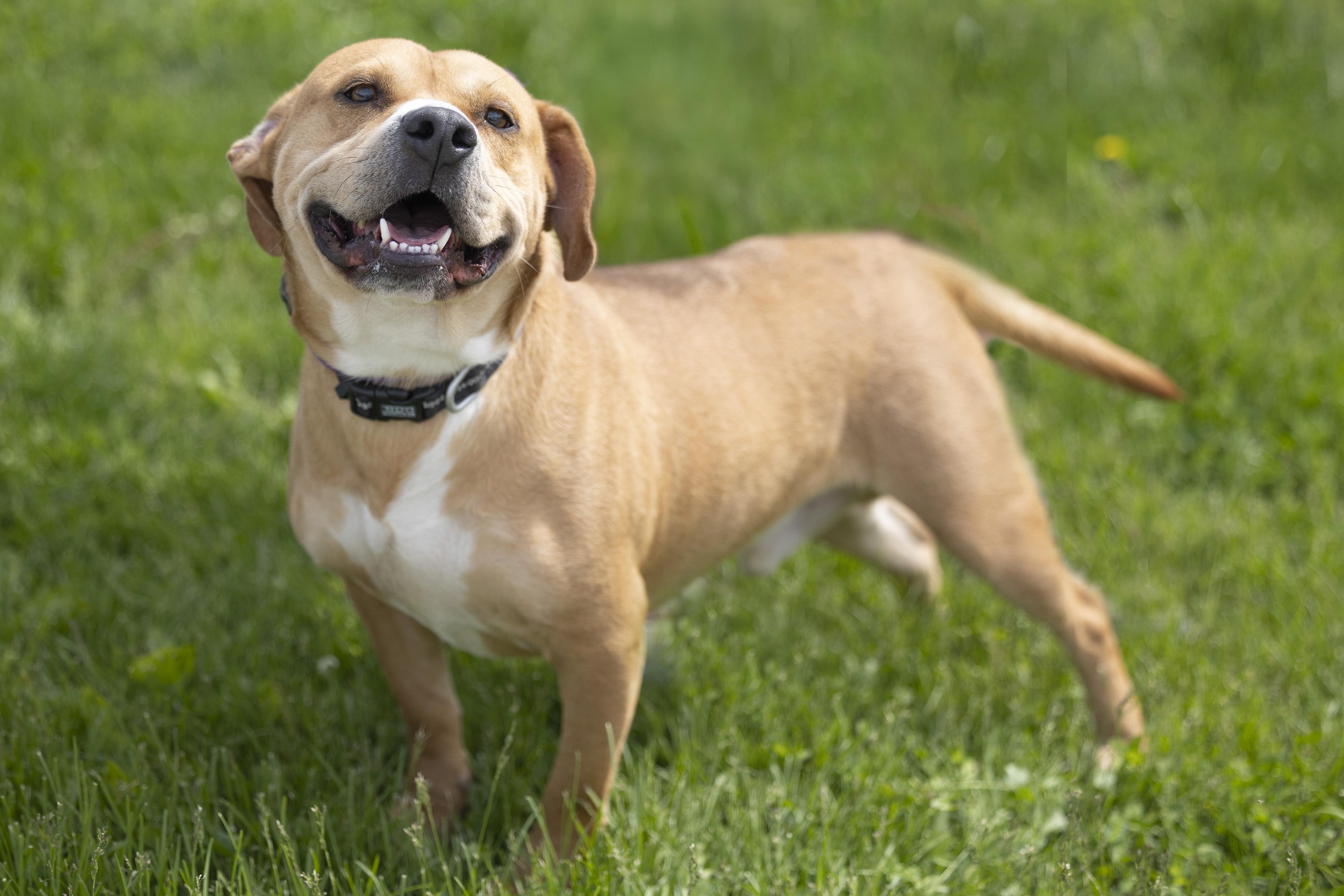 Jacks, Adoptable, Adult Male Terrier.