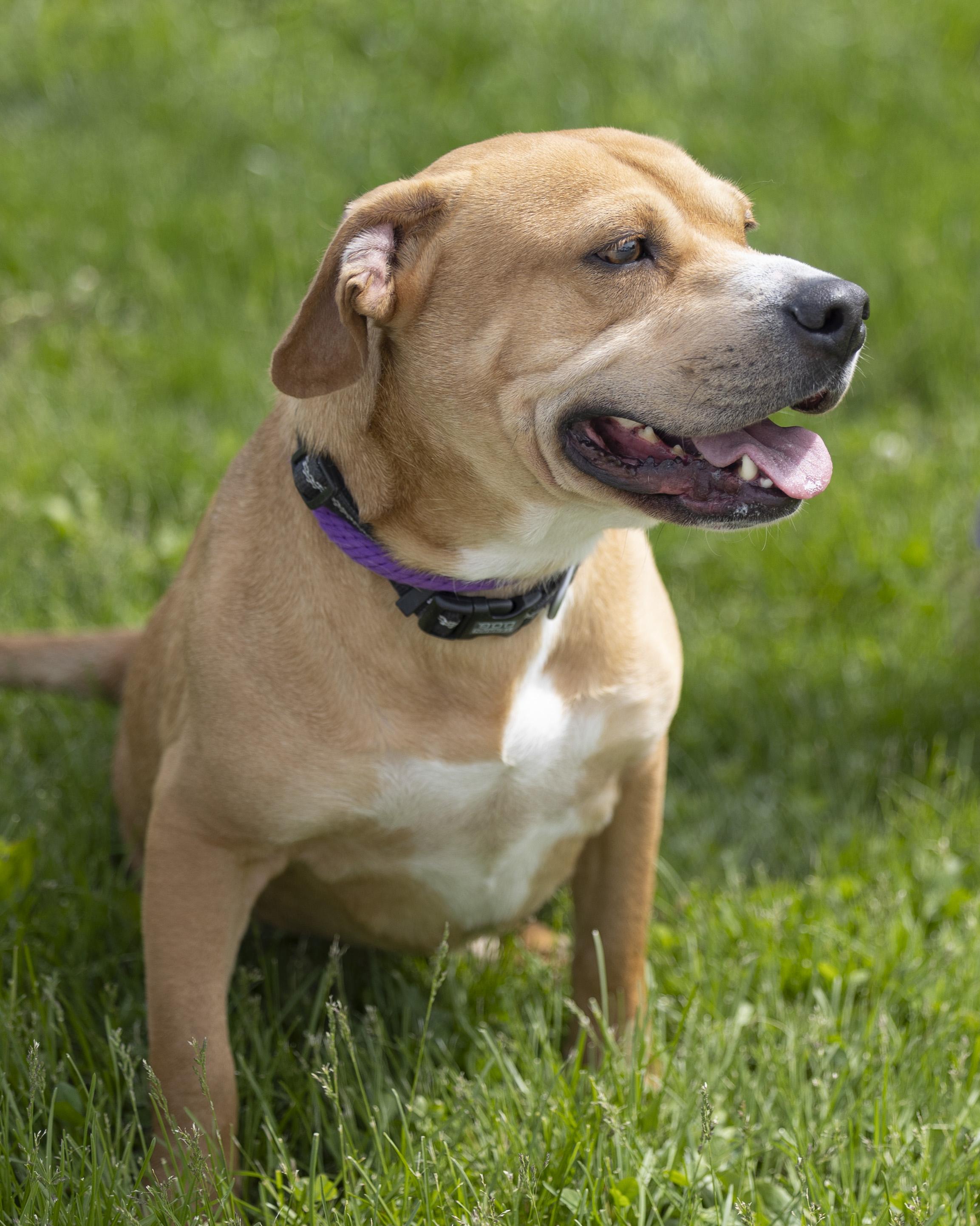 Jacks, a Adoptable mixed breed in Bedford, IN image 3/6