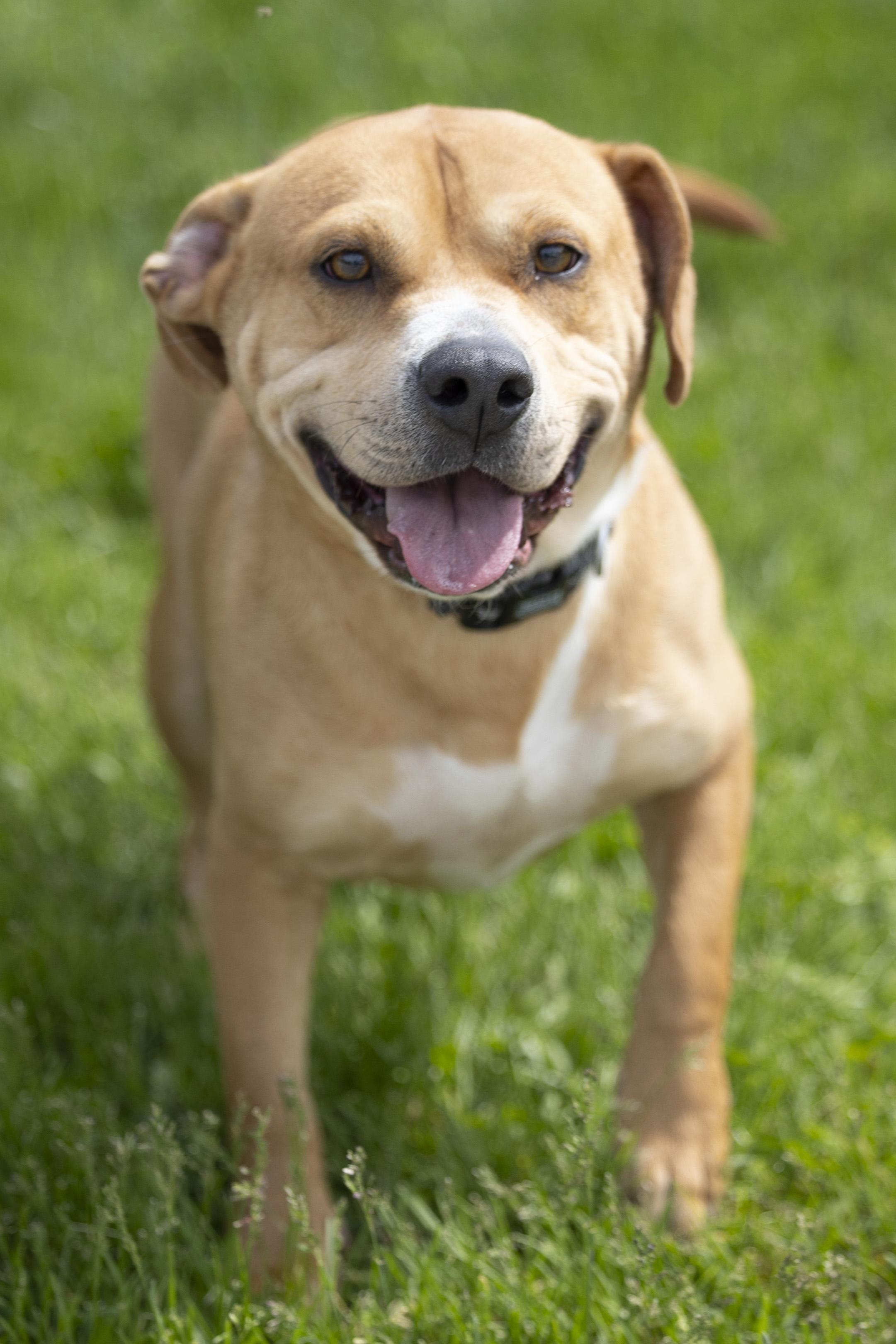 Jacks, a Adoptable mixed breed in Bedford, IN image 2/6
