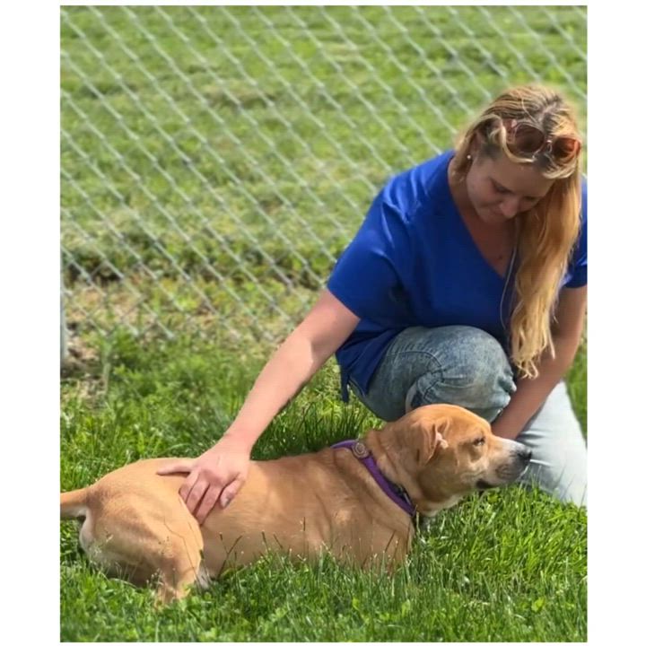 Enlarge Jacks, a Adoptable mixed breed in Bedford, IN video 4/6