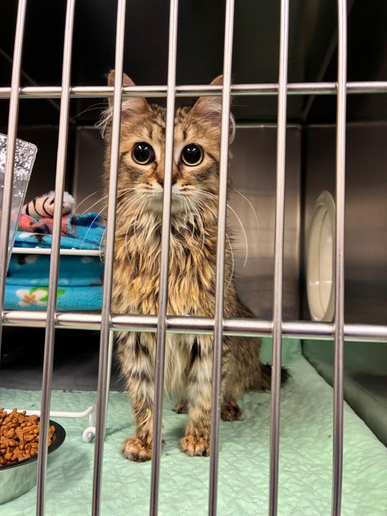 Alexa, Adoptable, Kitten Female Domestic Long Hair.