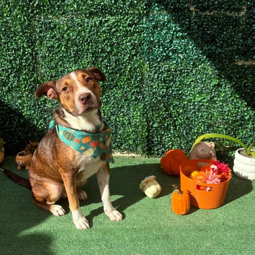 Enlarge Kadyn, a Adoptable Mixed Breed in Jacksonville Beach, FL image 2/6