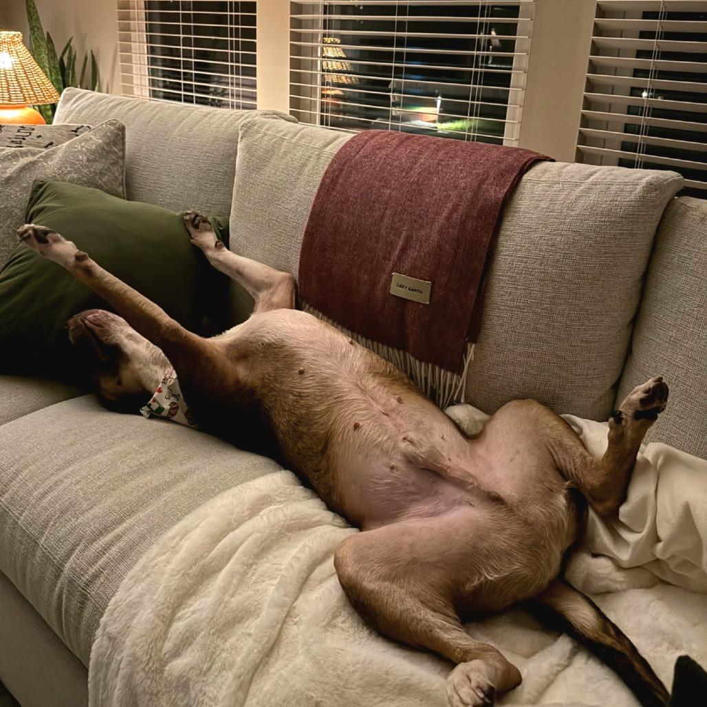 Enlarge Kadyn, a Adoptable Mixed Breed in Jacksonville Beach, FL image 3/6