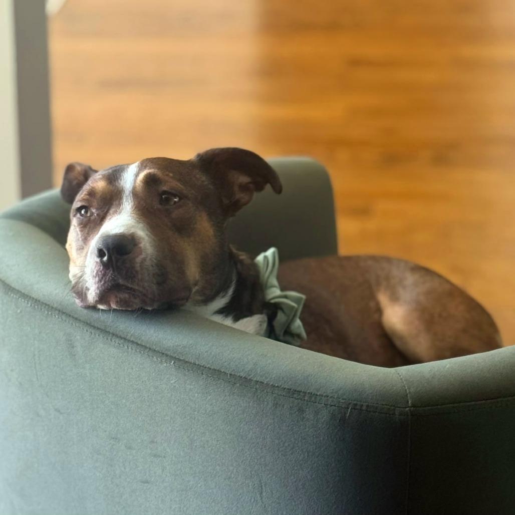 Enlarge Kadyn, a Adoptable Mixed Breed in Jacksonville Beach, FL image 4/6