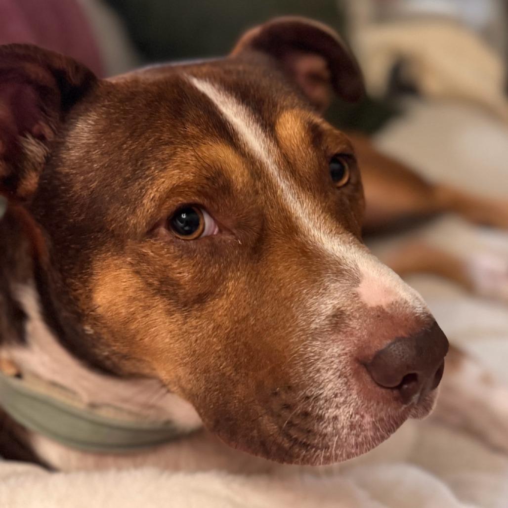 Enlarge Kadyn, a Adoptable Mixed Breed in Jacksonville Beach, FL image 5/6