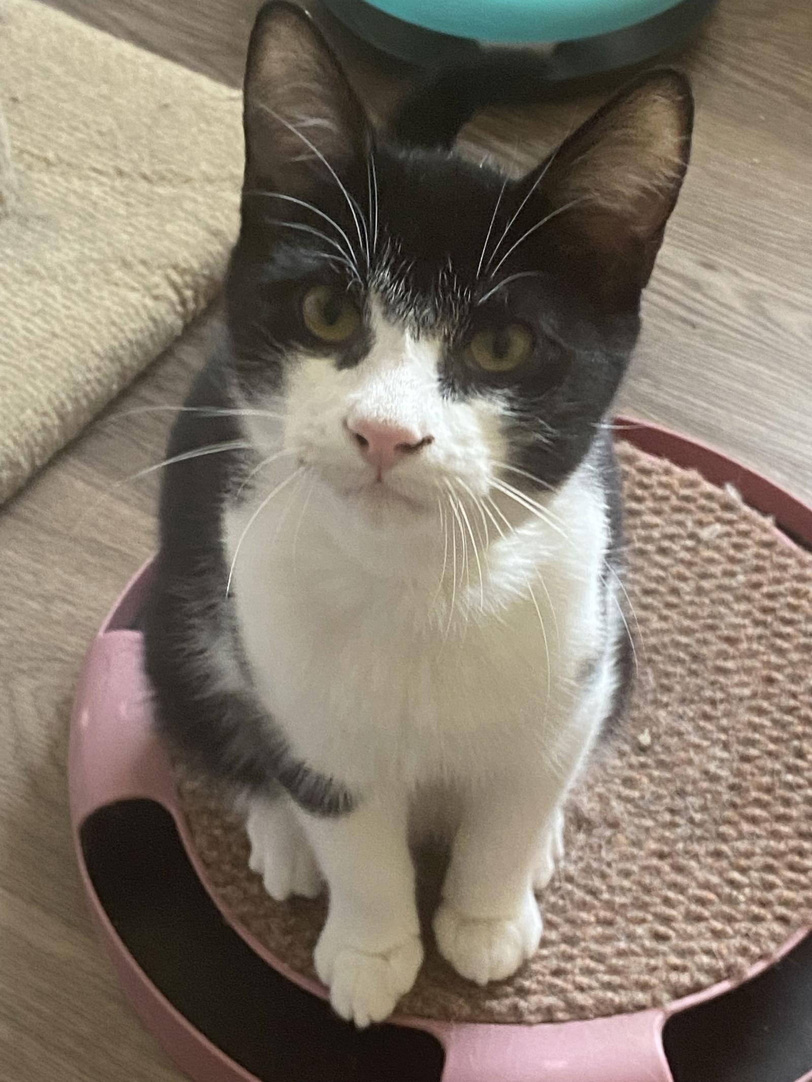 Enlarge Comet, a Adopted Domestic Short Hair in Markham, ON image 1/3