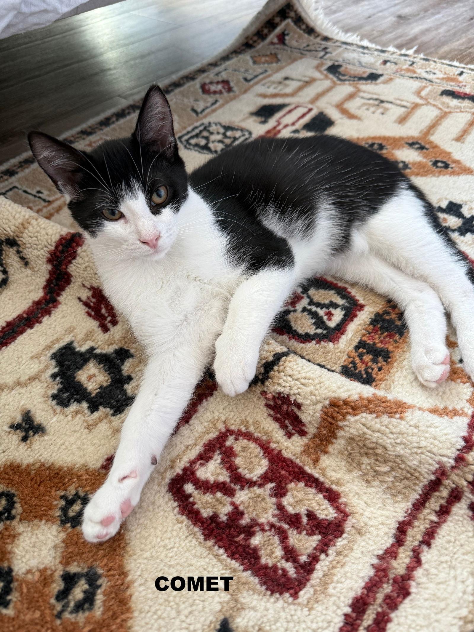 Enlarge Comet, a Adopted Domestic Short Hair in Markham, ON image 2/3