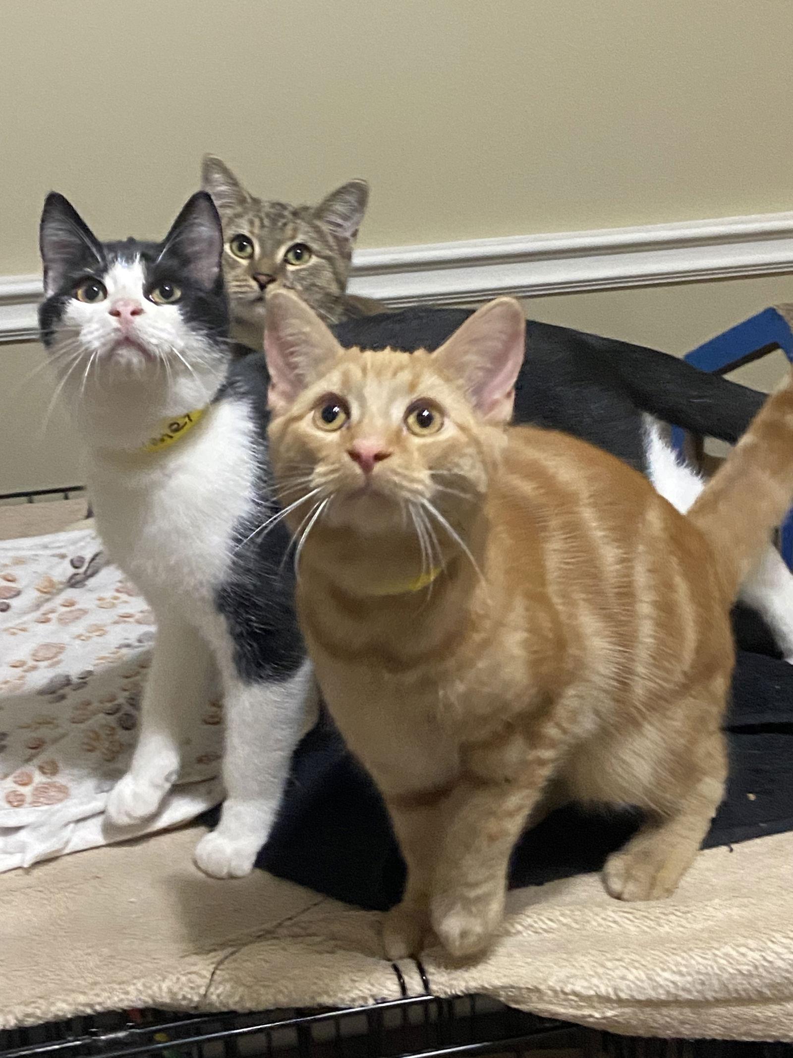 Enlarge Comet, a Adopted Domestic Short Hair in Markham, ON image 3/3