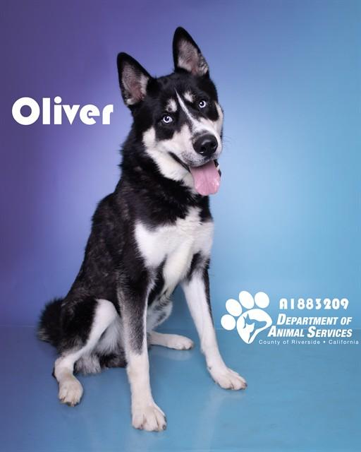 OLIVER, Adoptable, Adult Male Siberian Husky.