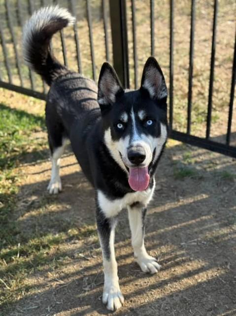 OLIVER, Adoptable, Adult Male Siberian Husky.