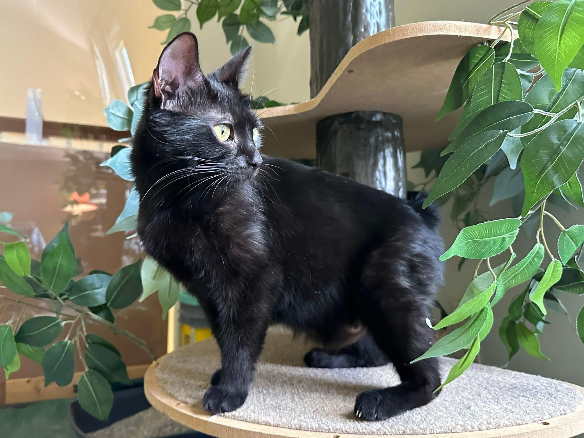 Renate , ADOPTABLE, Adult Female Burmese.