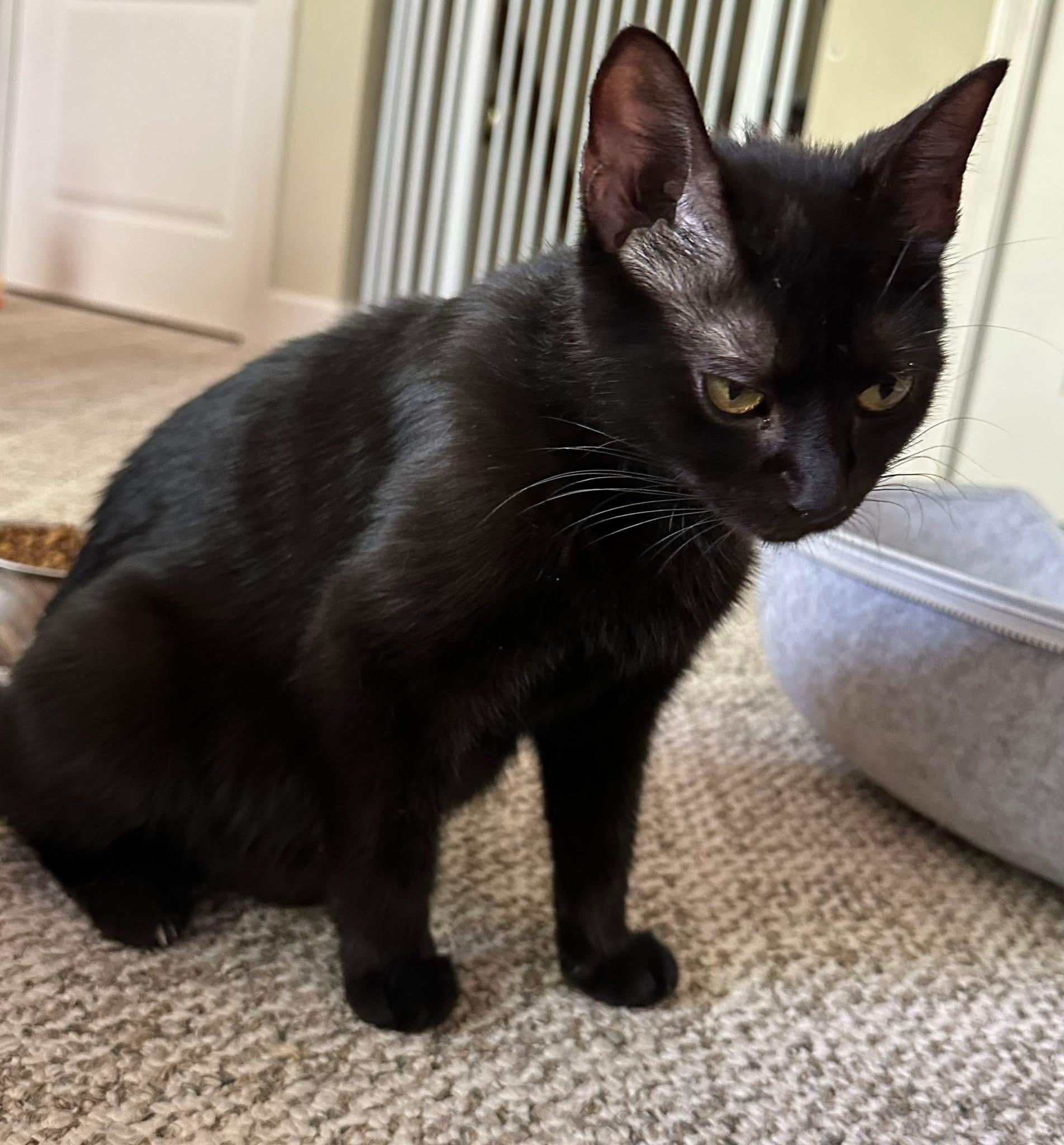 Renate , a ADOPTABLE mixed breed in Enfield, CT image 3/3