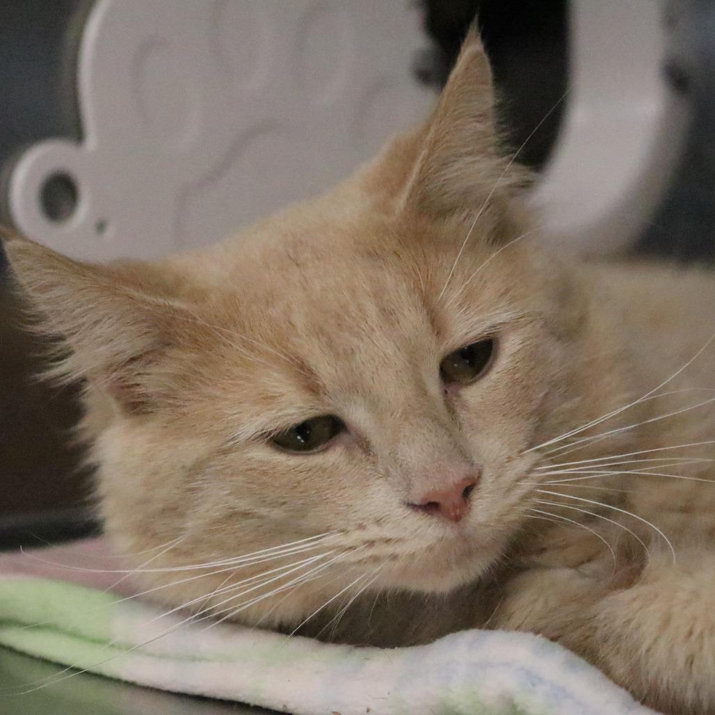 Dancer, Adoptable, Young Male Domestic Medium Hair.