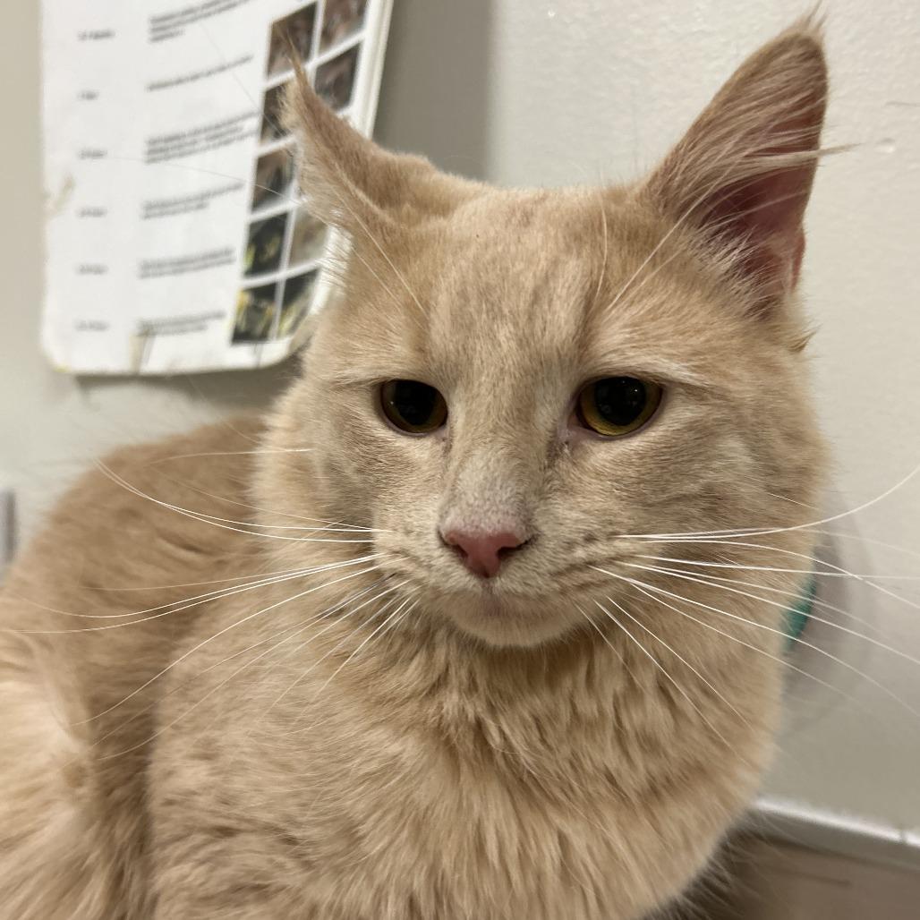 Enlarge Dancer, a Adoptable Domestic Medium Hair in Saint Cloud, MN image 2/3