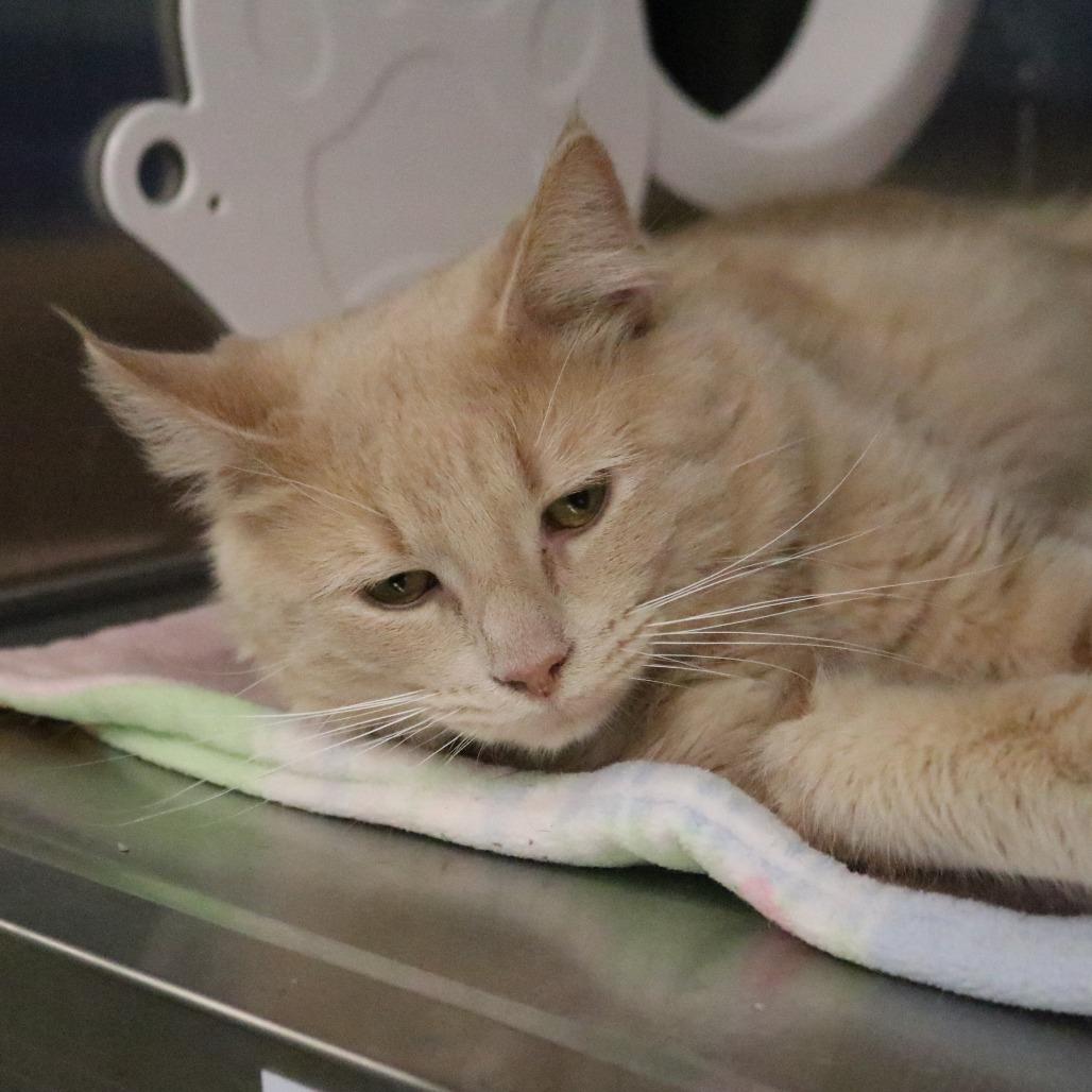 Enlarge Dancer, a Adoptable Domestic Medium Hair in Saint Cloud, MN image 3/3