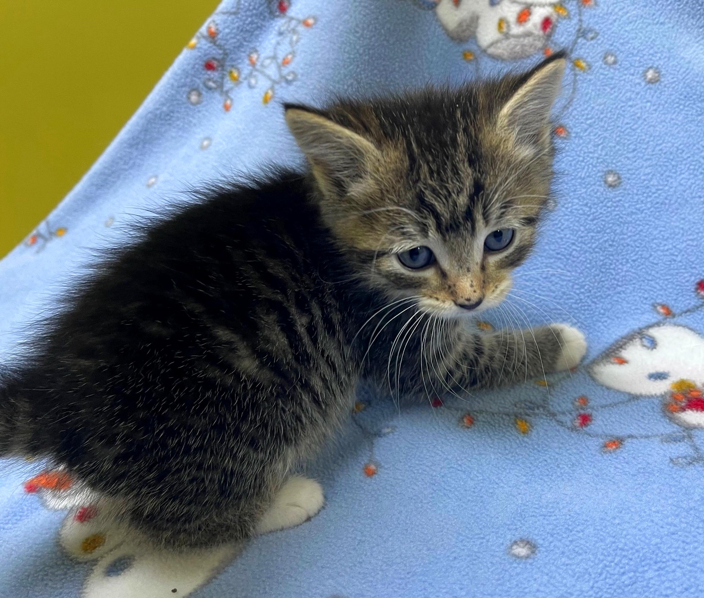 Skittles, a Adoptable Domestic Short Hair in Columbia, KY image 2/4