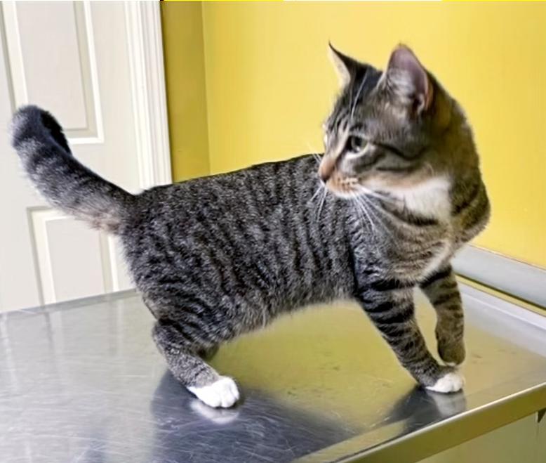 Enlarge Skittles, a Adoptable Domestic Short Hair in Columbia, KY image 4/4